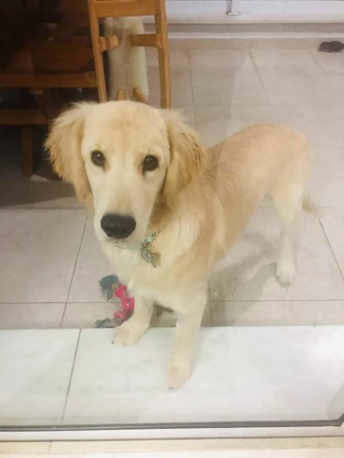 Cachorro ra a Golden  idade 7 a 11 meses nome Pitty