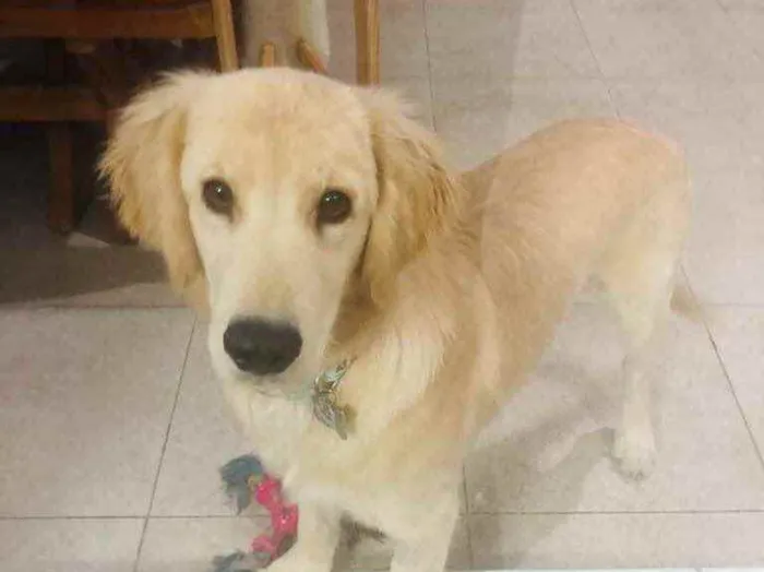 Cachorro ra a Golden  idade 7 a 11 meses nome Pitty