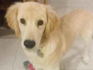 Cachorro raça Golden  idade 7 a 11 meses nome Pitty