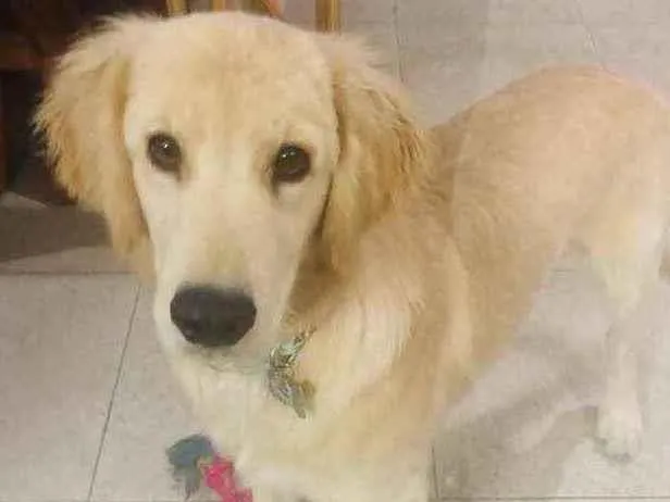 Cachorro ra a Golden  idade 7 a 11 meses nome Pitty