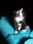 Nina