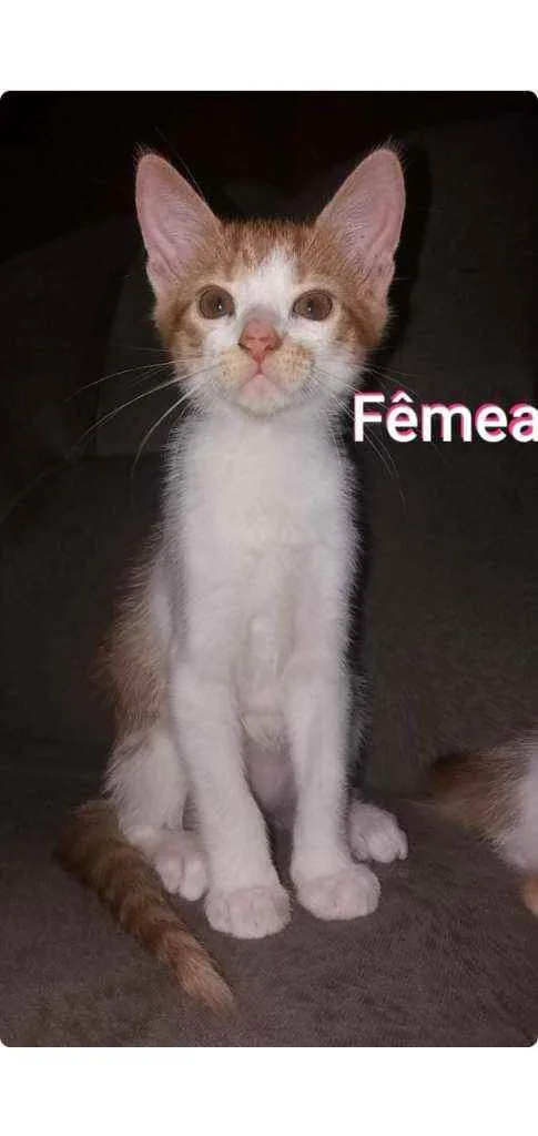 Gato ra a SRD idade 2 a 6 meses nome AYLA