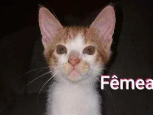 Gato raça SRD idade 2 a 6 meses nome AYLA