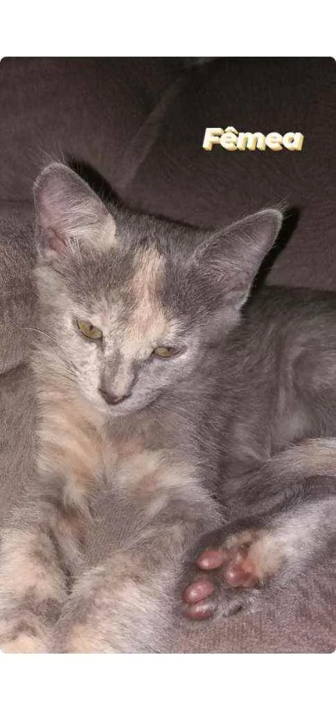Gato ra a SRD idade 2 a 6 meses nome AKIRA 
