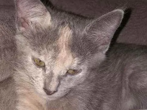 Gato ra a SRD idade 2 a 6 meses nome AKIRA 