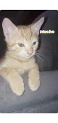 ARLO 