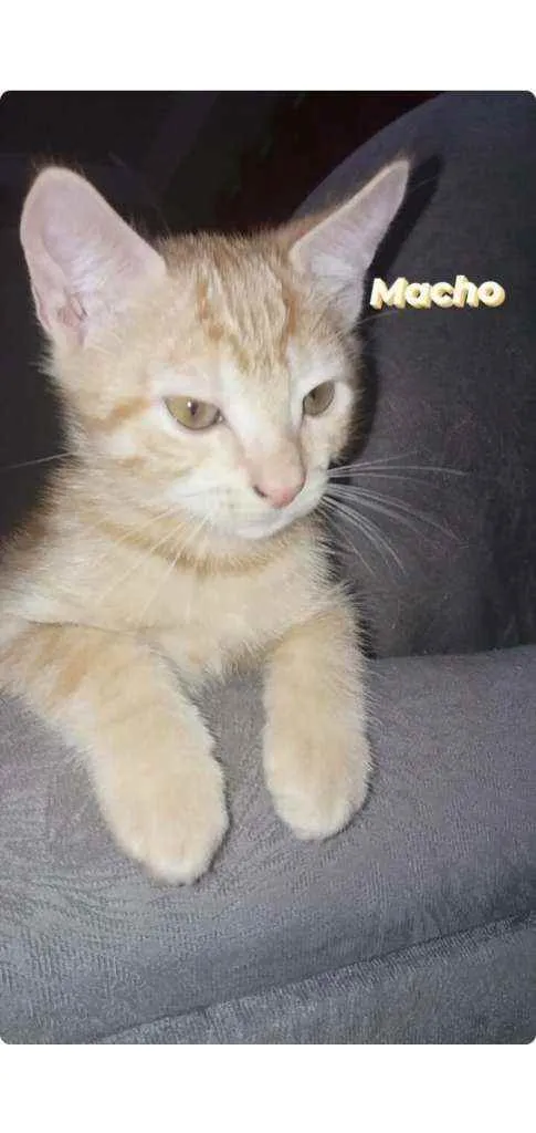 Gato ra a SRD idade 2 a 6 meses nome ARLO 
