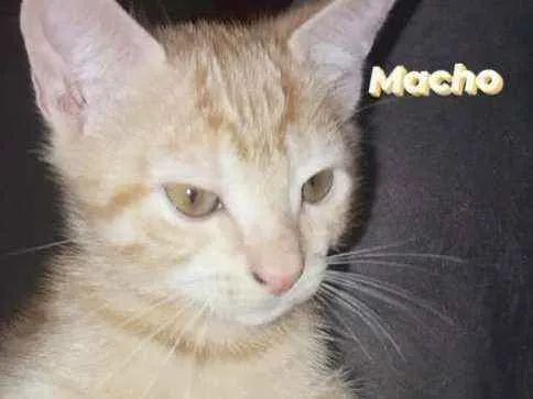 Gato ra a SRD idade 2 a 6 meses nome ARLO 