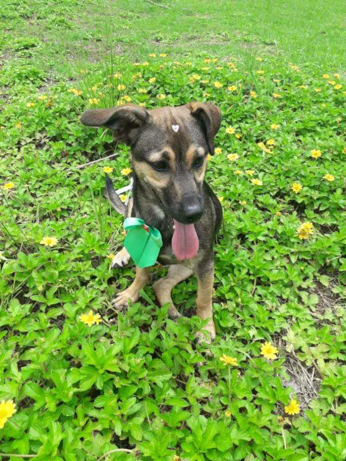Cachorro ra a Vira lata  idade 7 a 11 meses nome Kira