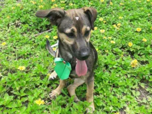 Cachorro raça Vira lata  idade 7 a 11 meses nome Kira
