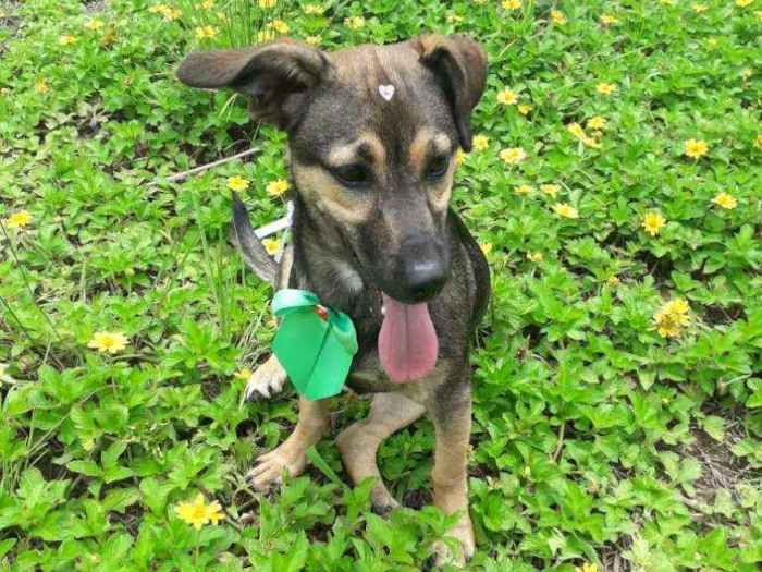 Cachorro ra a Vira lata  idade 7 a 11 meses nome Kira