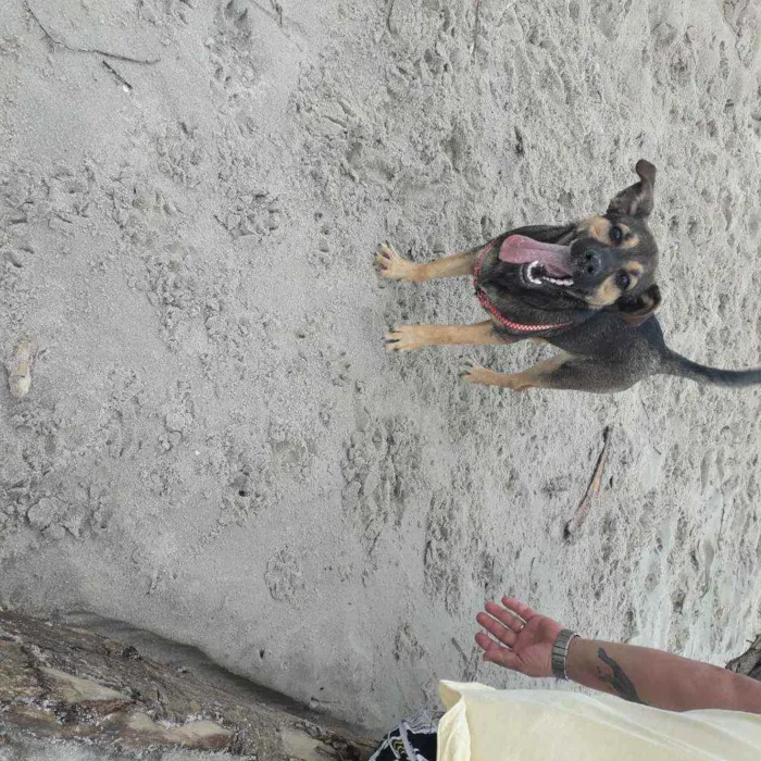 Cachorro ra a Vira lata  idade 7 a 11 meses nome Kira