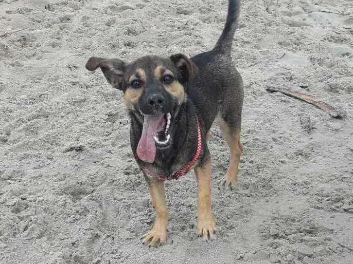 Cachorro ra a Vira lata  idade 7 a 11 meses nome Kira