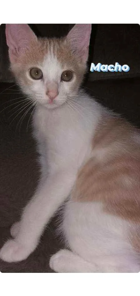 Gato ra a SRD idade 2 a 6 meses nome LINO 