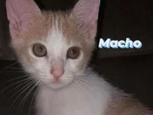 Gato raça SRD idade 2 a 6 meses nome LINO 