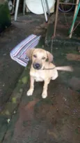Scooby