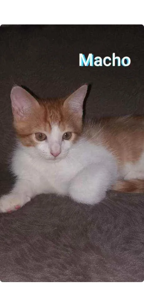 Gato ra a SRD idade 2 a 6 meses nome REMI