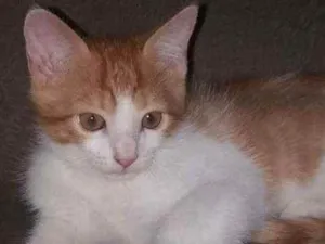 Gato raça SRD idade 2 a 6 meses nome REMI