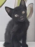 Gato raça SRD-ViraLata idade 2 a 6 meses nome PRETINHO