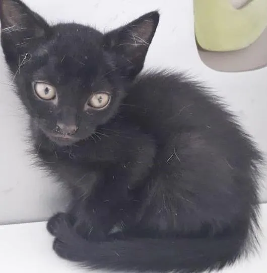 Gato raça SRD-ViraLata idade 2 a 6 meses nome PETROCO