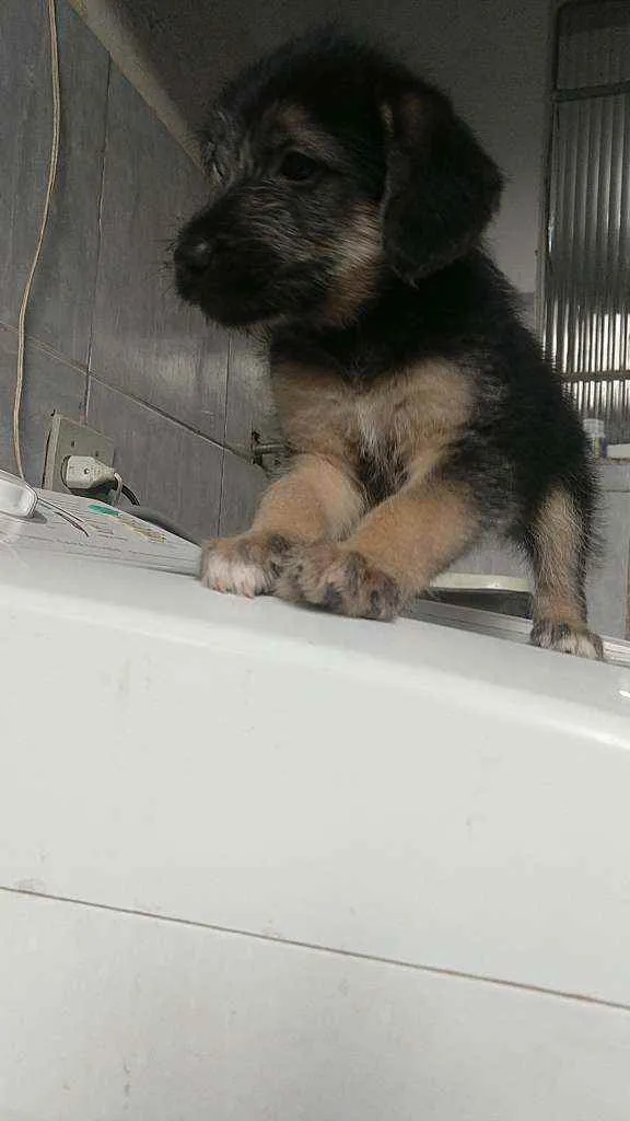 Cachorro ra a Misturado  idade 2 a 6 meses nome Sem nome 