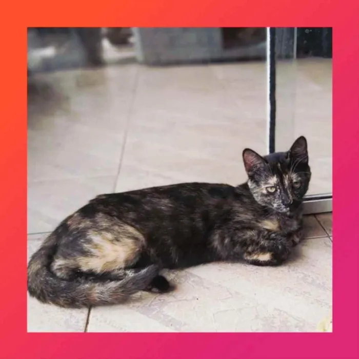 Gato ra a srd idade 7 a 11 meses nome KOLA
