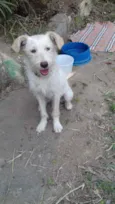 Branquinha