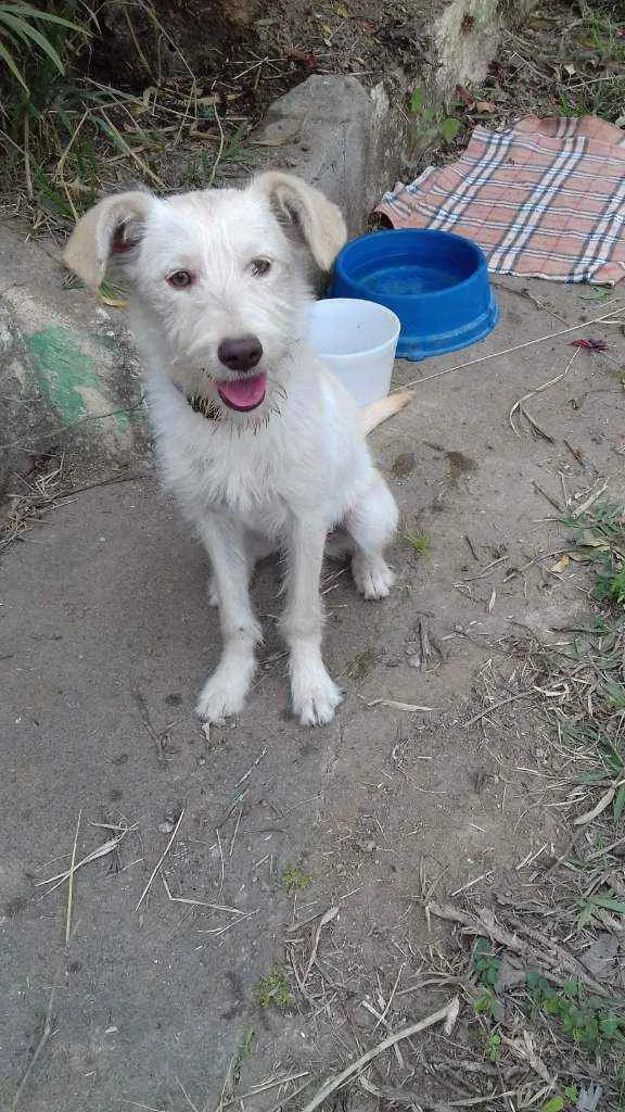 Cachorro ra a Srd idade 1 ano nome Branquinha