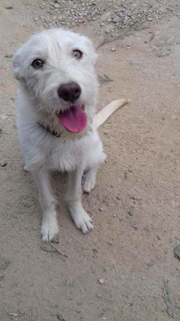 Cachorro ra a Srd idade 1 ano nome Branquinha