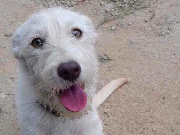 Cachorro ra a Srd idade 1 ano nome Branquinha