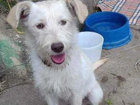 Cachorro ra a Srd idade 1 ano nome Branquinha
