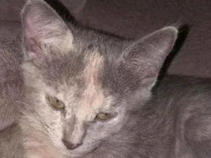 Gato raça SRD idade 2 a 6 meses nome AKIRA 