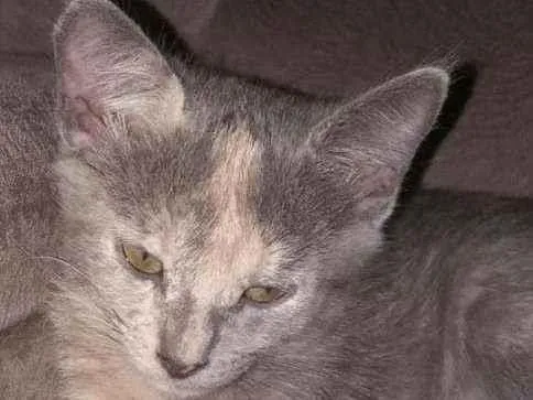 Gato ra a SRD idade 2 a 6 meses nome AKIRA 