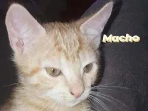 Gato raça SRD idade 2 a 6 meses nome ARLO 