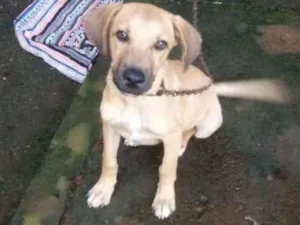 Cachorro raça Sem raça idade 2 a 6 meses nome Scooby