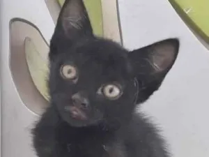 Gato raça SRD-ViraLata idade 2 a 6 meses nome PRETINHO