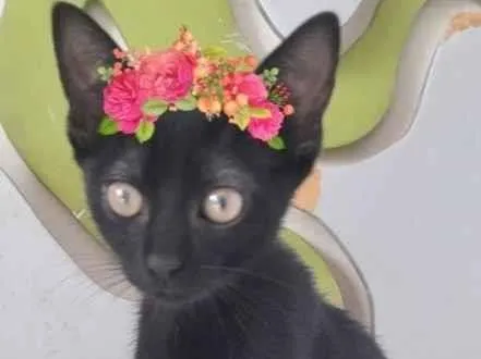 Gato raça SRD-ViraLata idade 2 a 6 meses nome PIERINA