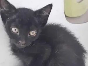 Gato raça SRD-ViraLata idade 2 a 6 meses nome PETROCO