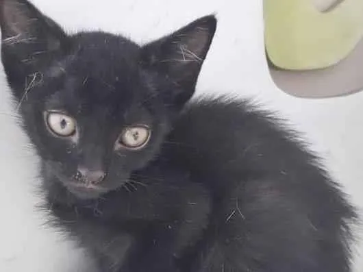 Gato raça SRD-ViraLata idade 2 a 6 meses nome PETROCO