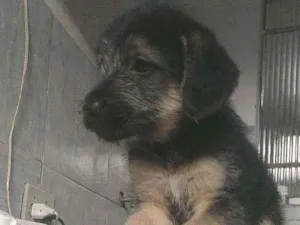 Cachorro raça Misturado  idade 2 a 6 meses nome Sem nome 