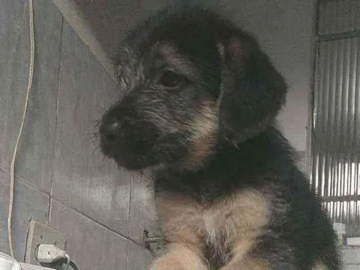 Cachorro ra a Misturado  idade 2 a 6 meses nome Sem nome 