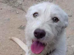 Cachorro raça Srd idade 1 ano nome Branquinha