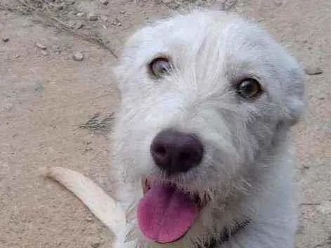 Cachorro ra a Srd idade 1 ano nome Branquinha