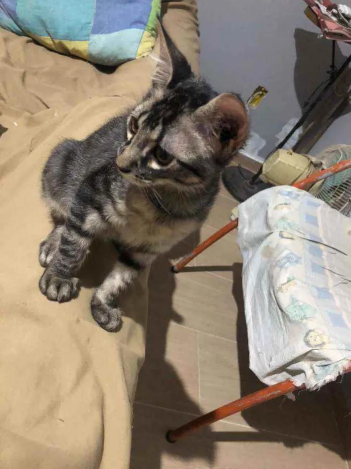 Gato ra a Comum idade 2 a 6 meses nome Duda e tati