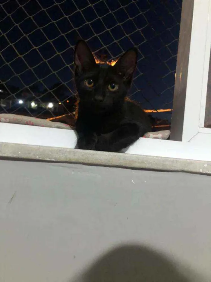 Gato ra a Comum idade 2 a 6 meses nome Duda e tati