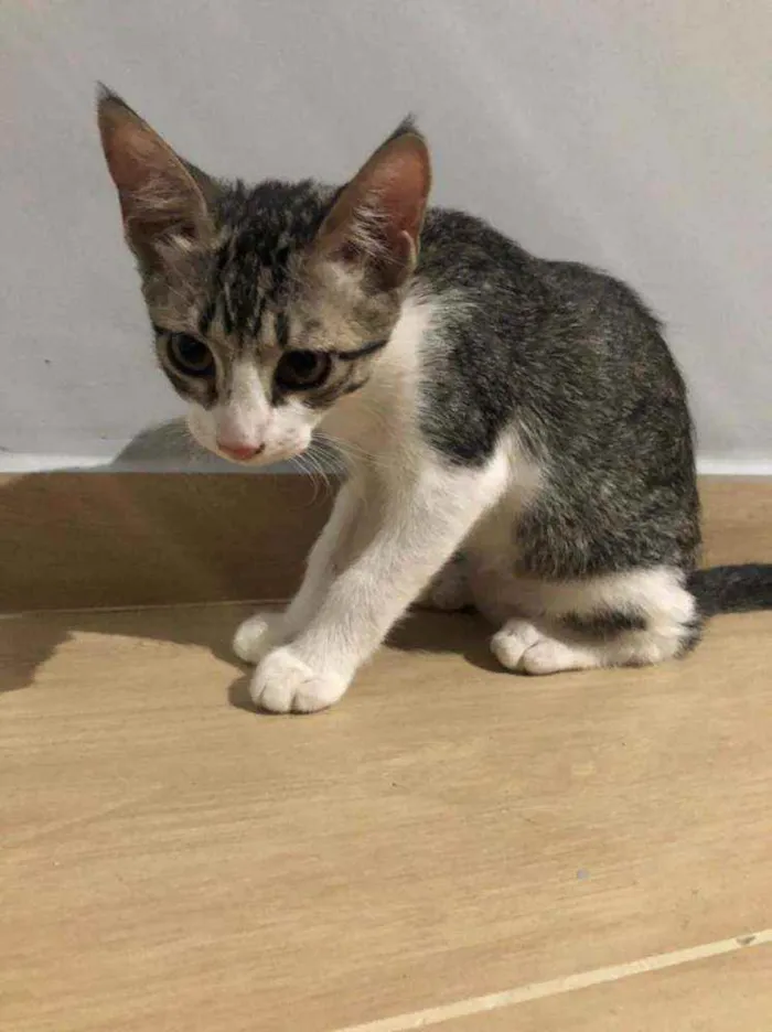 Gato ra a Comum idade 2 a 6 meses nome Duda e tati