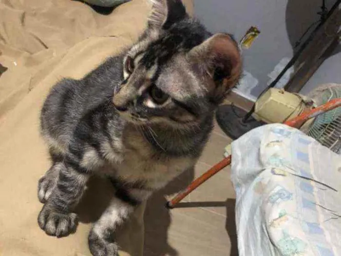 Gato ra a Comum idade 2 a 6 meses nome Duda e tati