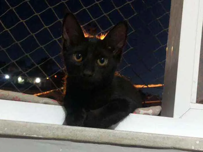 Gato ra a Comum idade 2 a 6 meses nome Duda e tati