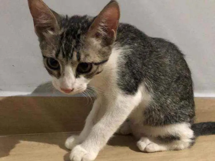 Gato ra a Comum idade 2 a 6 meses nome Duda e tati