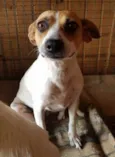 Patinha ??